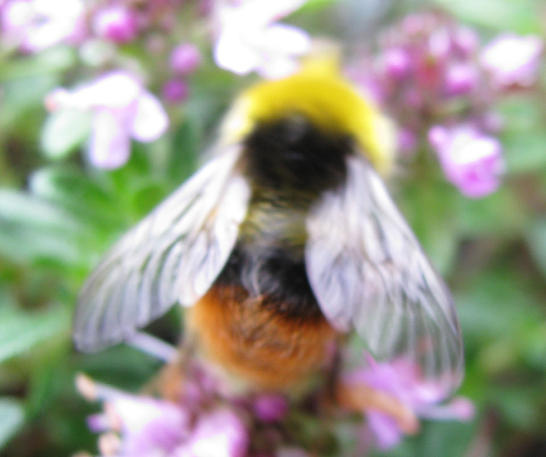 Bombus pratorum.